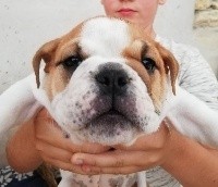 CHIOT