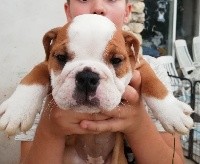 CHIOT